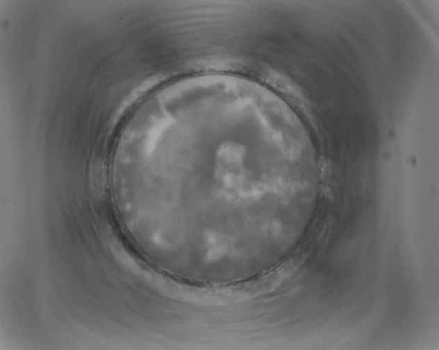 X0000067390012200604131943