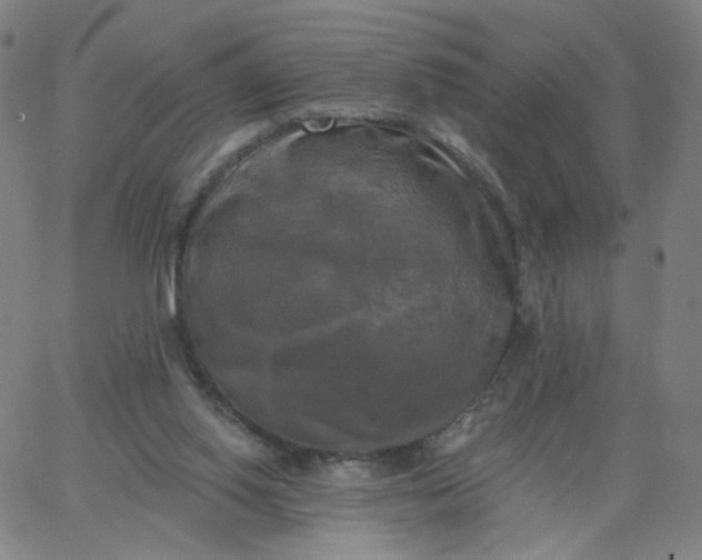 X0000067390062200604131942