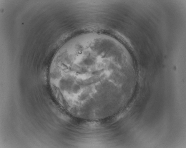 X0000067390065200604131942