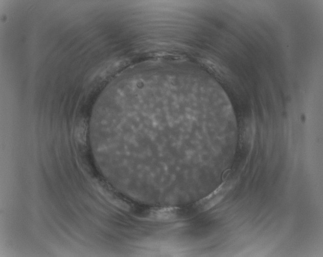 X0000067390078200604131942