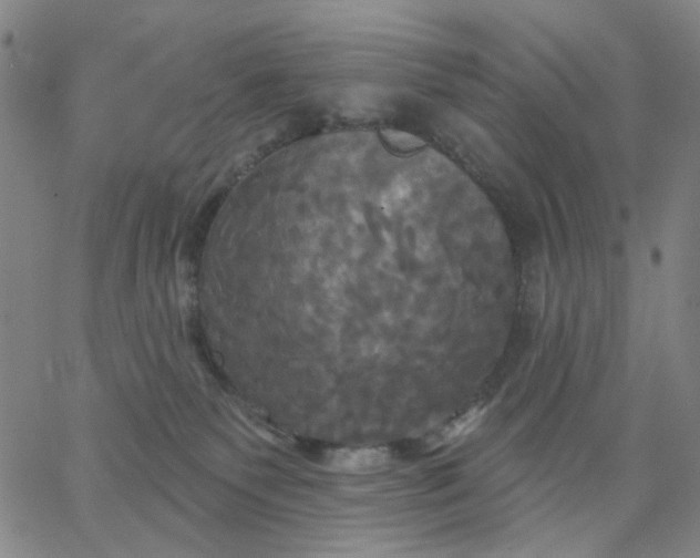 X0000067390135200604131941