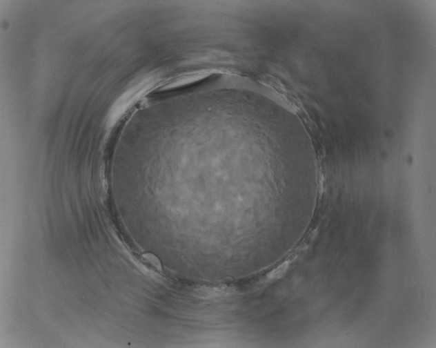 X0000067390245200604131939