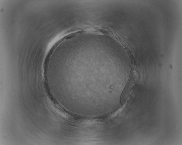 X0000067390246200604131939