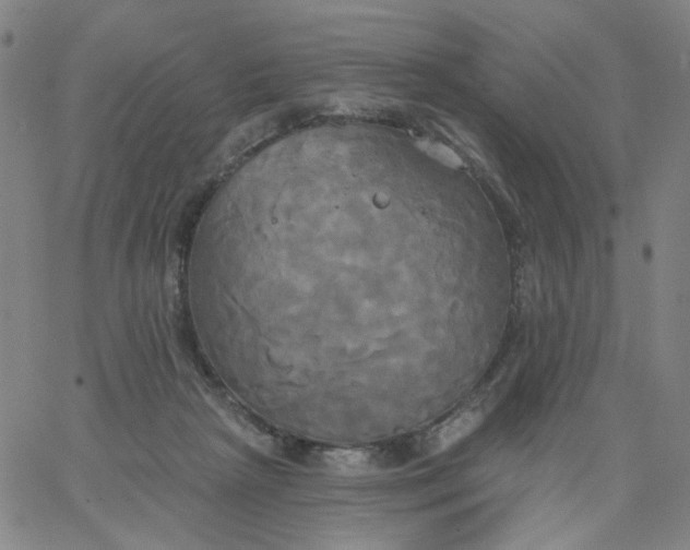 X0000067390265200604131939