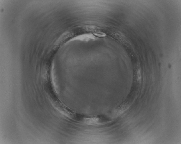 X0000067390266200604131939