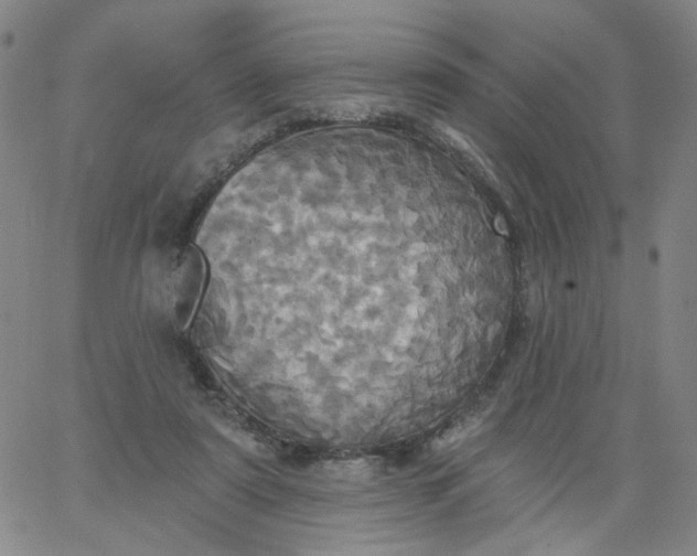 X0000067390307200604131938