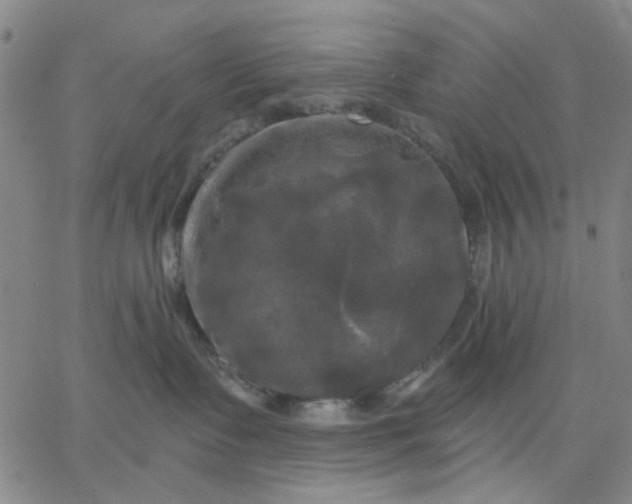 X0000067390335200604131938