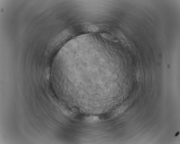 X0000067390374200604131938