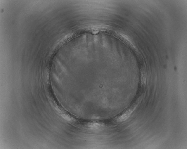 X0000067390453200604131936