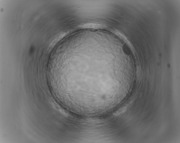 X0000067390529200604131934