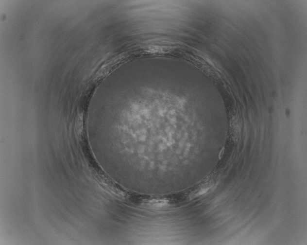 X0000067390554200604131934