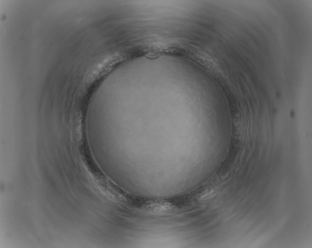 X0000067390642200604131933