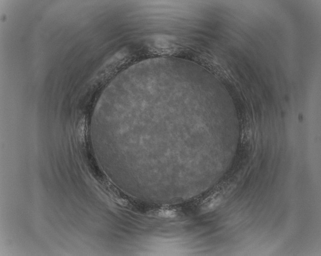 X0000067390647200604131933