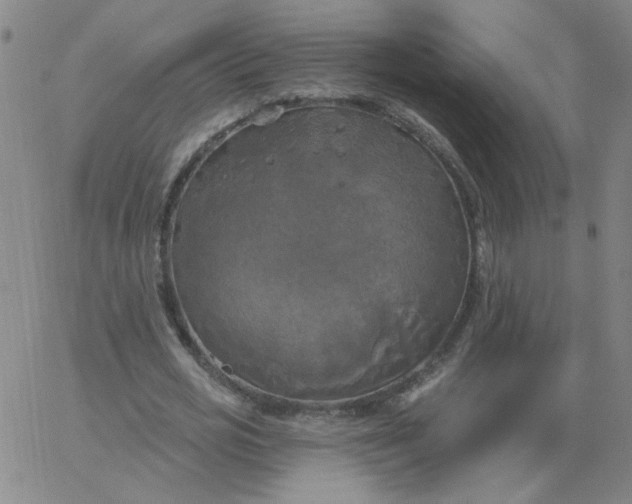 X0000067390725200604131931