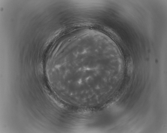 X0000067390729200604131931