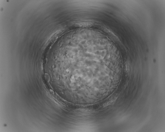 X0000067390733200604131931