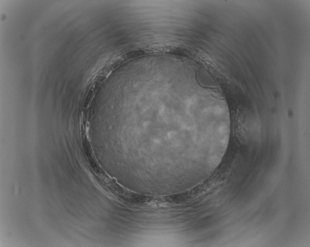 X0000067390742200604131931