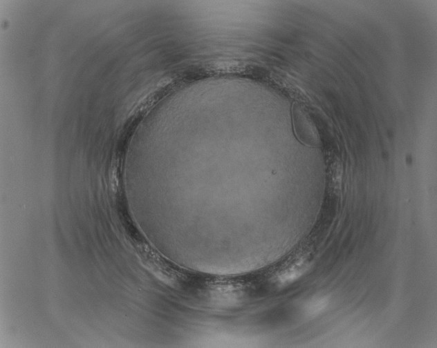 X0000067390746200604131931