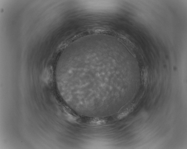 X0000067390760200604131931