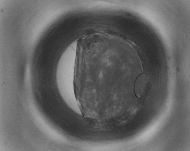 X0000067390765200604131931