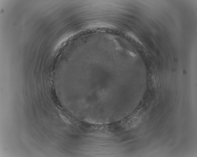 X0000067390775200604131931