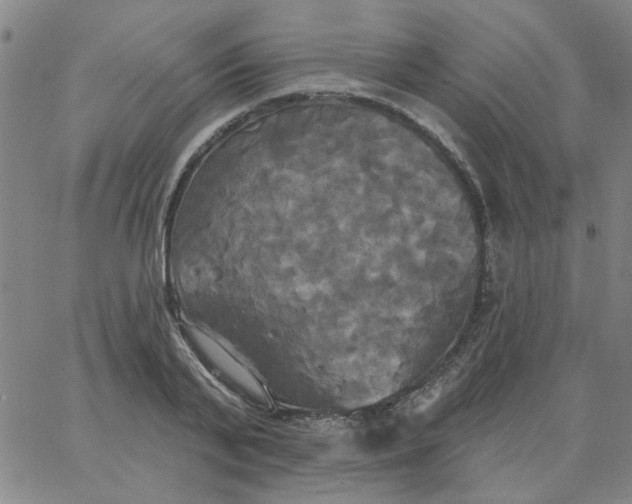 X0000067390791200604131930