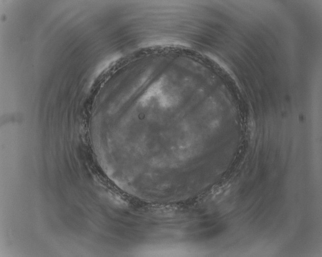 X0000067390823200604131929