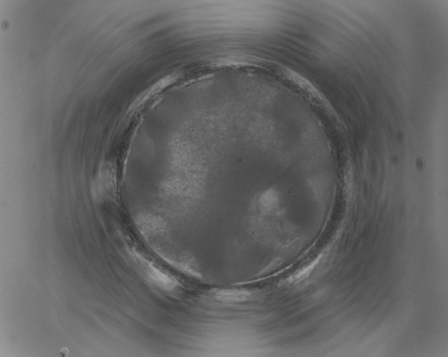 X0000067390825200604131929