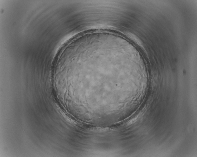 X0000067390831200604131929