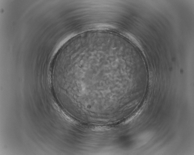 X0000067390835200604131929