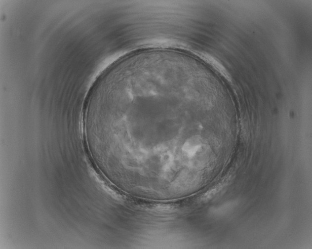 X0000067390839200604131929