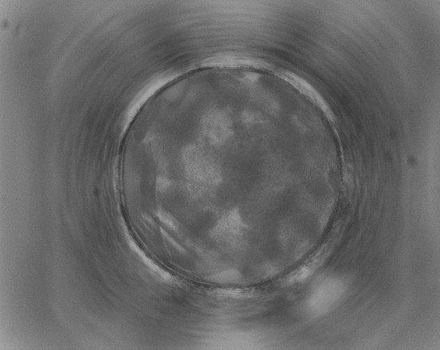 X0000067390855200604131930