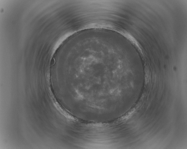 X0000067390896200604131929