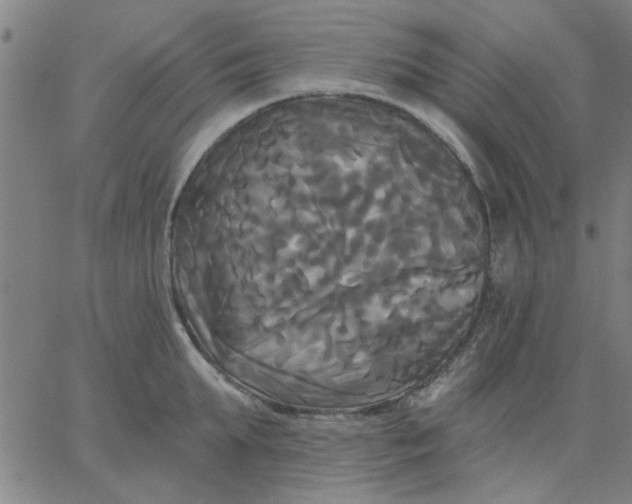 X0000067390903200604131928