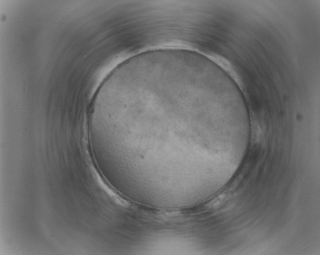 X0000067391006200604131927