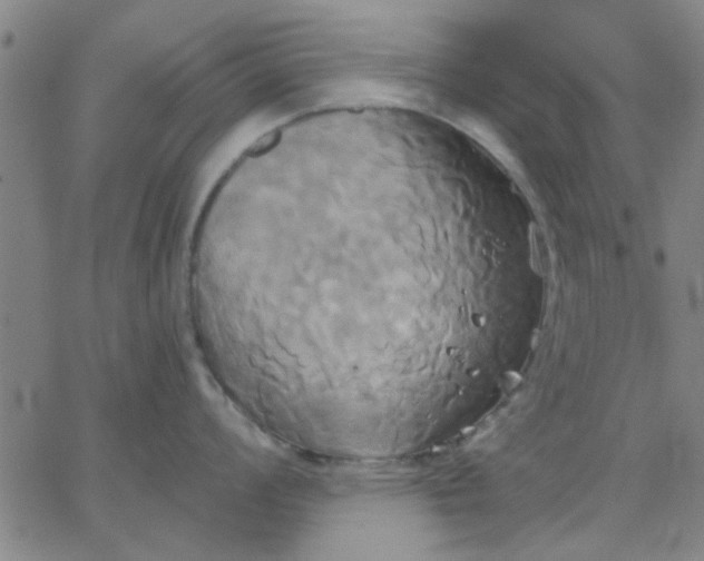 X0000067391008200604131927