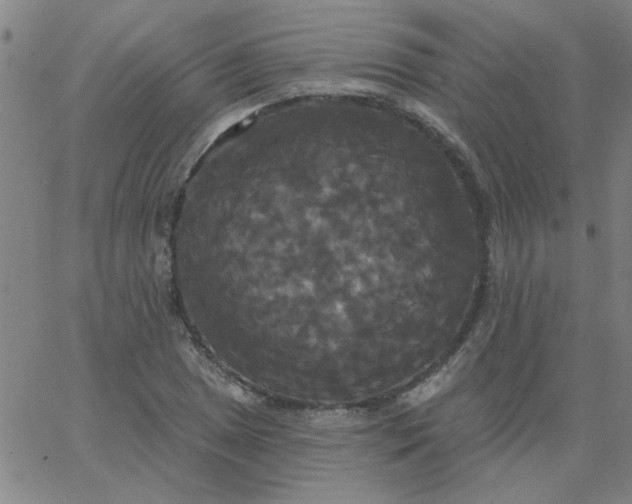 X0000067391025200604131926