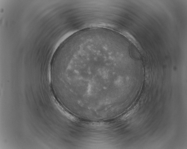 X0000067391036200604131926