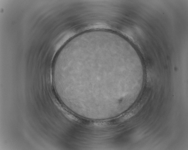 X0000067391274200604131922