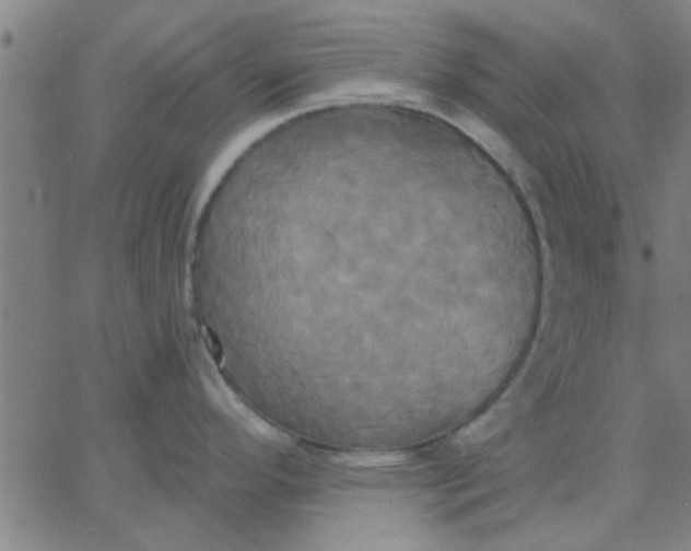 X0000067391296200604131922