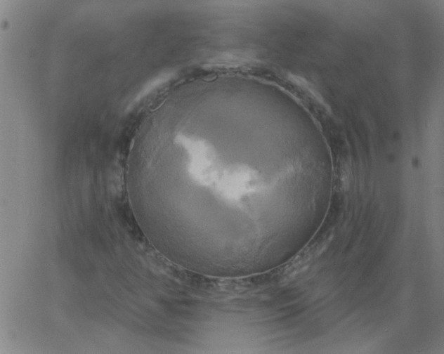 X0000067391350200604131921