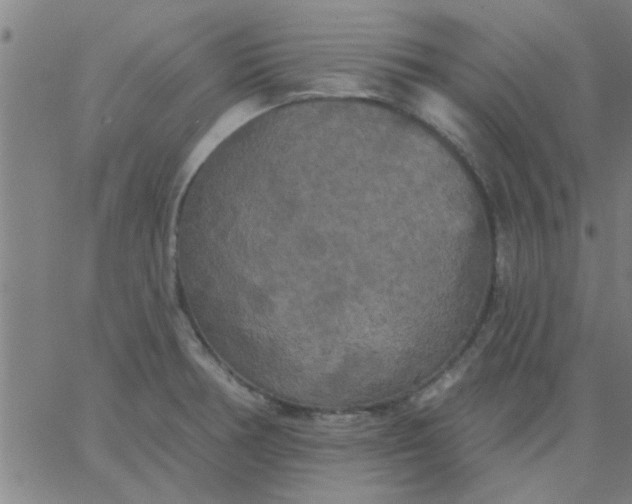 X0000067391378200604131921