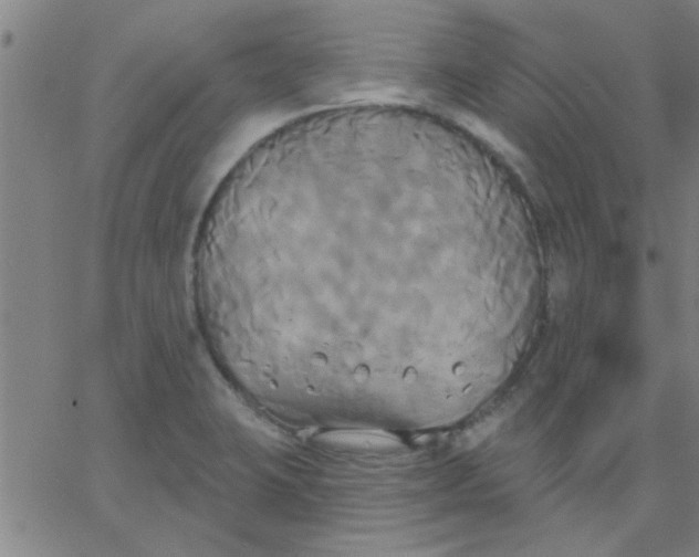 X0000067391423200604131920