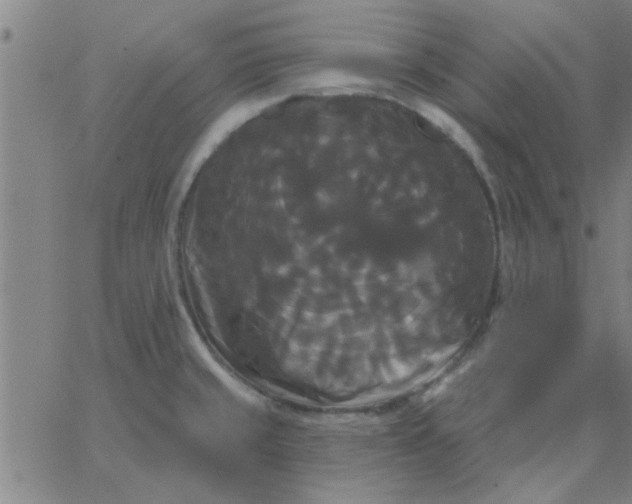 X0000067391429200604131920