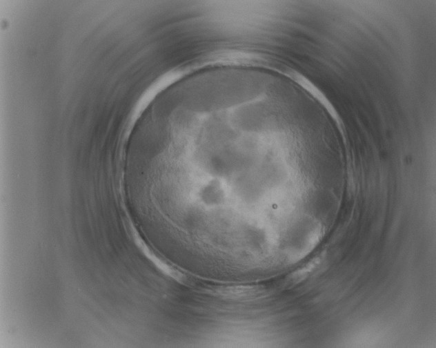 X0000067391437200604131920