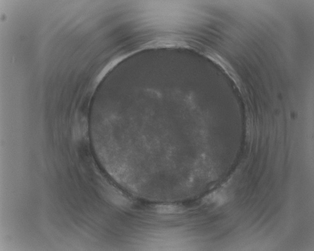 X0000067391465200604131919