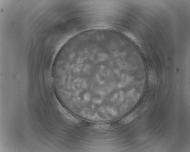 X0000067391466200604131919