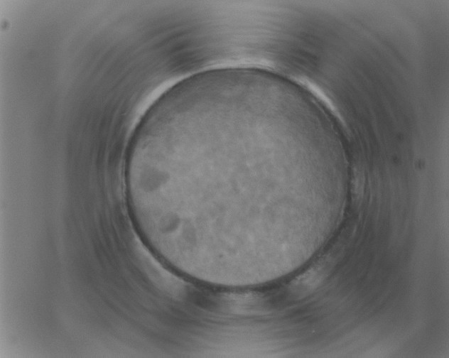 X0000067391468200604131919