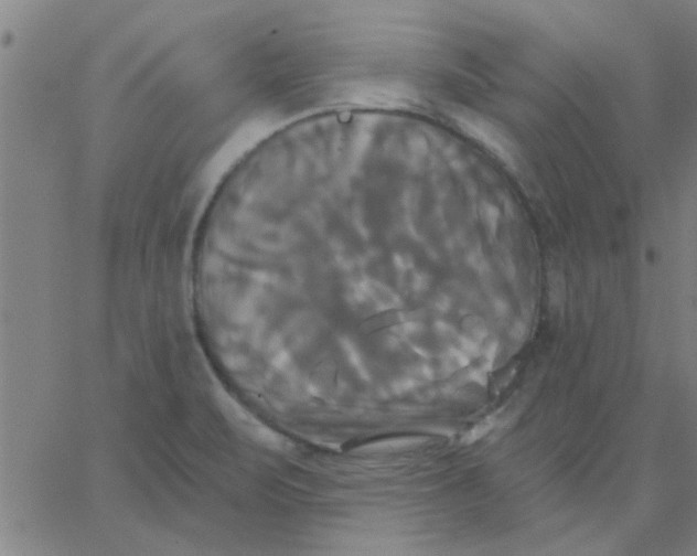 X0000067391471200604131919