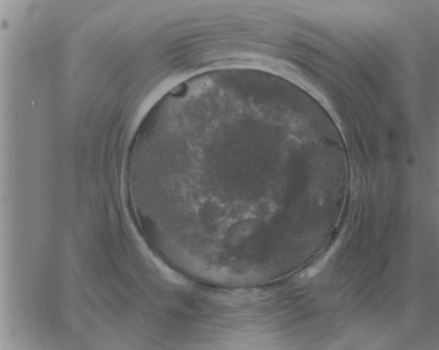 X0000067391533200604131919